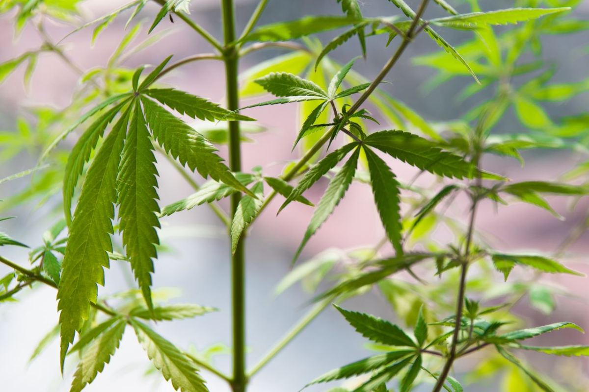 Plantație de canabis descoperită într-o grădină din Cluj. Doi bărbați, arestați. Plantele aveau până la 3 metri