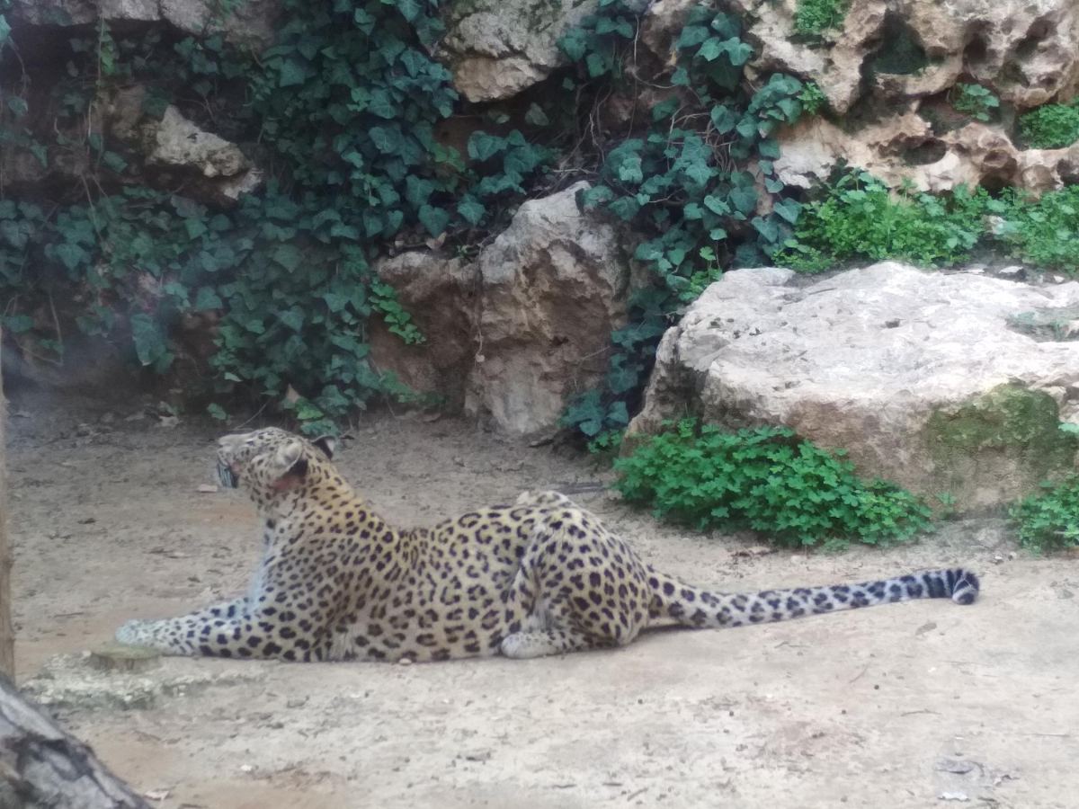 Îngrijitoare ucisă de un leopard la un parc safari din Olanda. Femeia lucra acolo de aproape 40 de ani